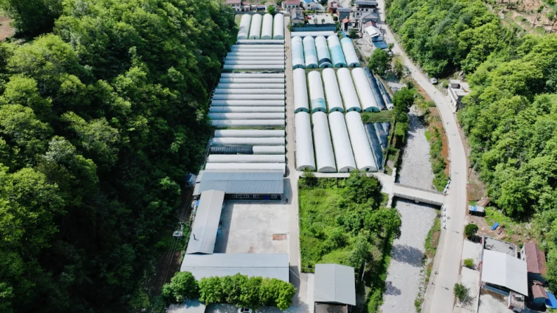 【产业发展】青水镇：产业发展绘就“千万工程”新图景