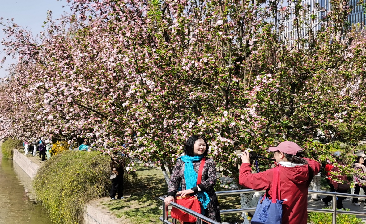 第三届北京朝阳花园节·游赏体验季暨元大都第26届海棠花溪节惊艳绽放