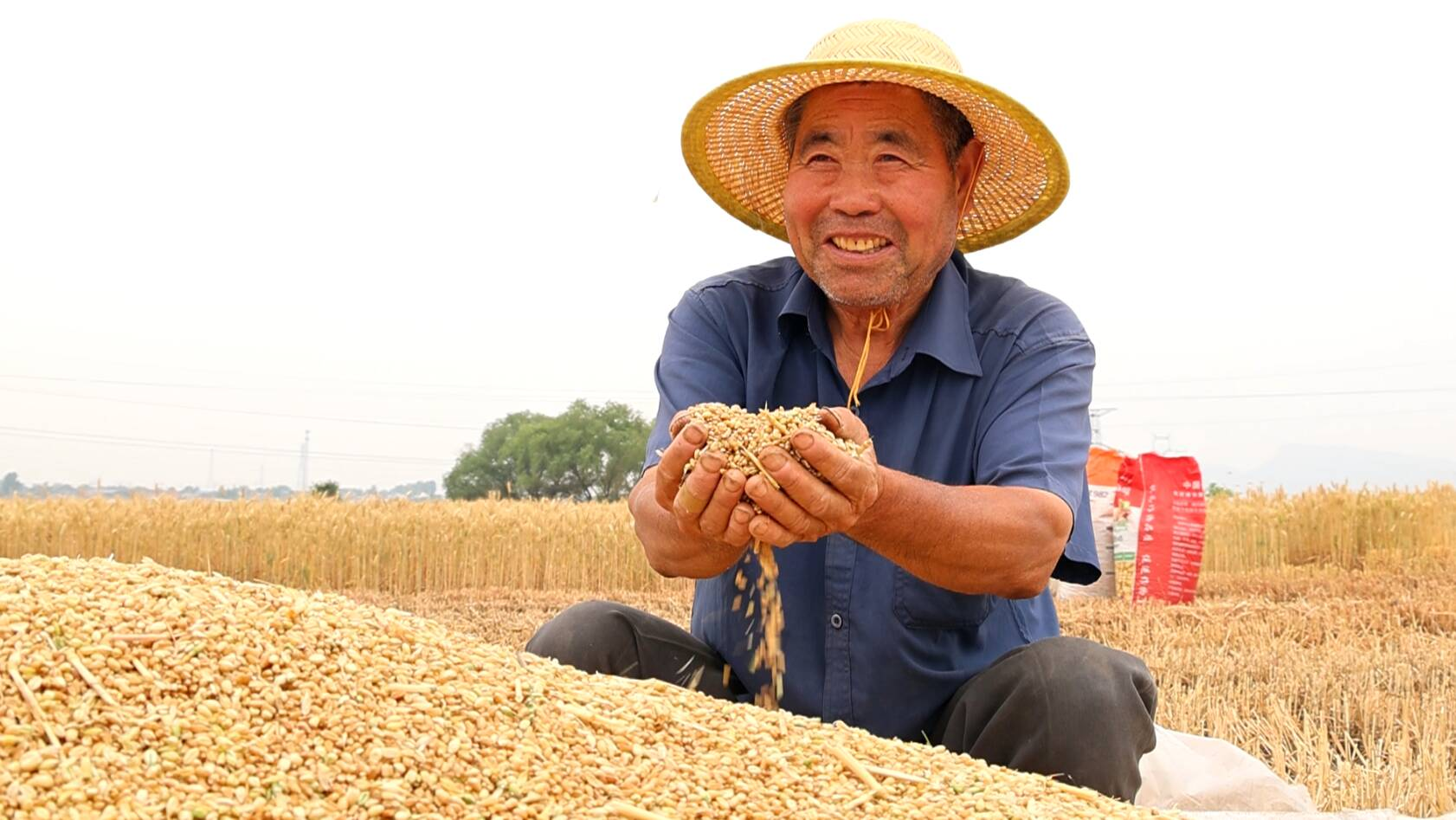 奏响夏粮“丰收曲